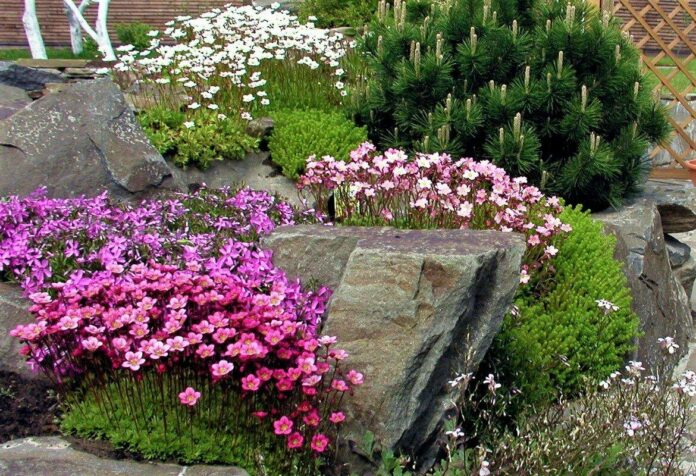 Идеальные растения для создания каменистого сада