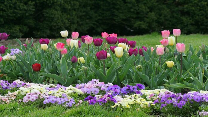 Как создать современный сад с использованием роз, тюльпанов, ирисов и бегоний — прекрасная комбинация растений в декоративном оформлении