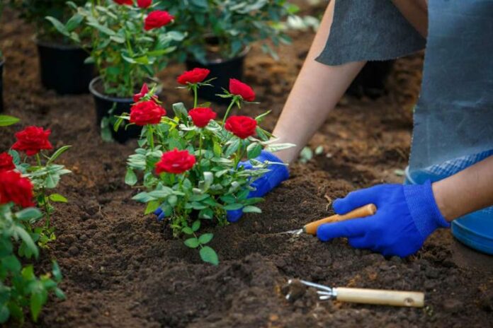 Основные правила выращивания роз в саду
